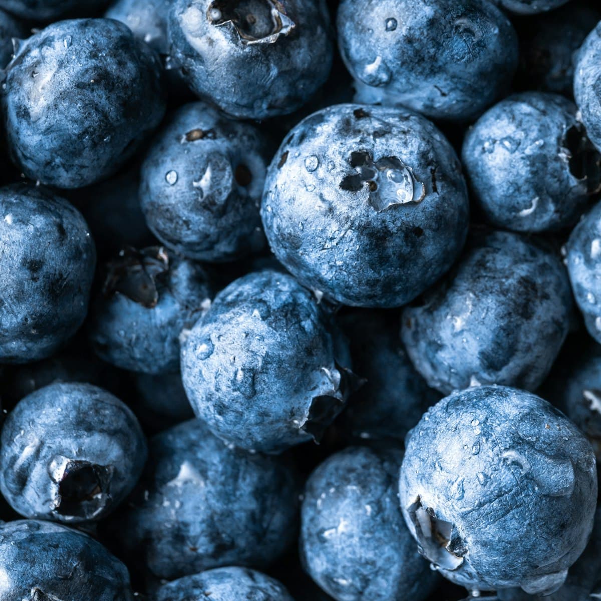 Blueberry Yogurt Bites